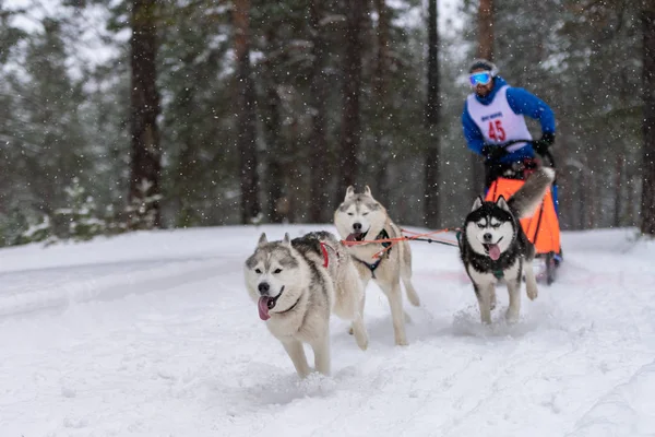 Reshetiha, Russia - 02.02.2019 - Sled dog racing. Husky sled dogs team pull a sled with dog musher. Winter competition. — Stock Photo, Image