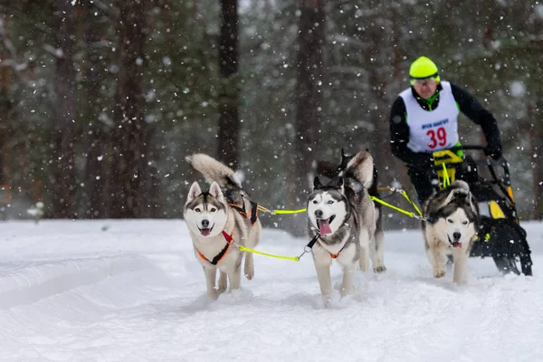 Reshetiha, Russia - 02.02.2019 - Sled dog racing. Husky sled dogs team pull a sled with dog musher. Winter competition. — Stock Photo, Image