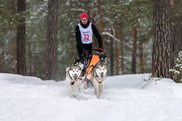 Reshetiha, Rusland - 02.02.2019 - Sled dog racing. Husky sledehonden team trekken een slee met hondenbestuurder. Kampioenschapswedstrijd. — Stockfoto