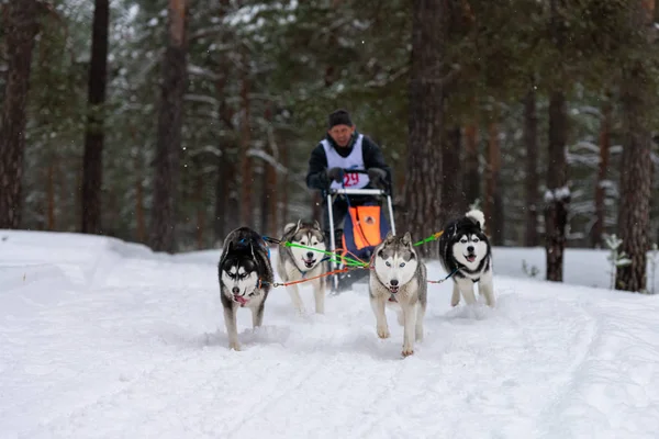 Reshetiha, Russia - 02.02.2019 - Sled dog racing. Husky sled dogs team pull a sled with dog driver. Championship competition. — Stock Photo, Image