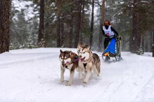 Reshetiha, Russia - 02.02.2019 - Sled dog racing. Husky sled dogs team pull a sled with dog mushe — Stock Photo, Image