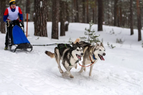 Reshetiha, Russia - 02.02.2019 - Sled dog racing. Husky sled dogs team pull a sled with dog mushe — Stock Photo, Image