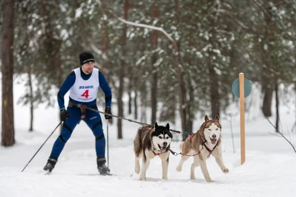 Reshetiha, Rusko - 02.02.2019 - Skijoring psů. Husky sled dog pull dog driver. Sportovní šampionát soutěž. — Stock fotografie