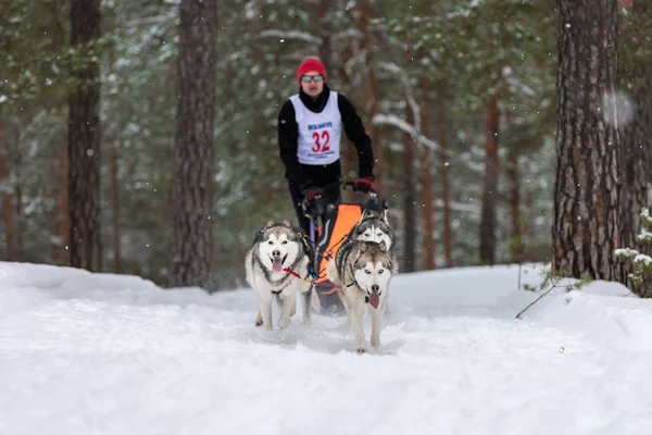Reshetiha, Russie - 02.02.2019 - Course de chiens de traîneau. Husky équipe de chiens de traîneau tirer un traîneau avec musher chien. Compétition de championnat . — Photo
