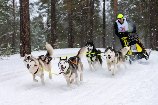 Reshetiha, Russia - 02.02.2019 - Sled dog racing. Husky sled dogs team pull a sled with dog musher. Winter competition. — Stock Photo, Image