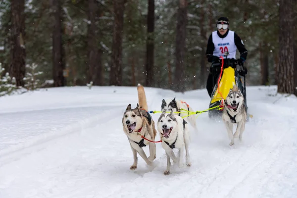 Reshetiha, Rusya - 02.02.2019 Kızak Köpek Yarışları. Husky kızak köpekleri takımı köpek sürücüsüyle kızak çekiyor. Şampiyonluk yarışması.