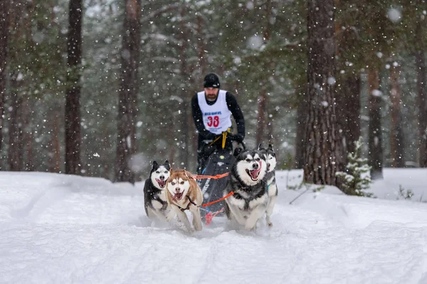 Reshetiha, Russie - 02.02.2019 - Course de chiens de traîneau. Husky équipe de chiens de traîneau tirer un traîneau avec lecteur de chien — Photo