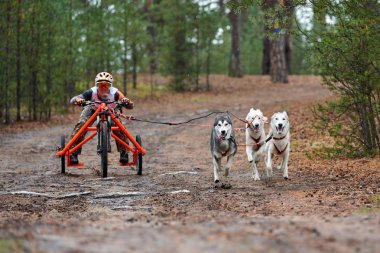 Köpek ezme yarışı.