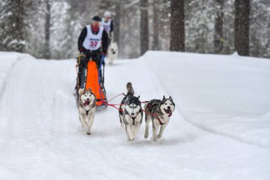 Husky kızak köpek yarışı