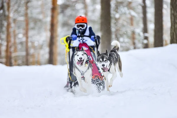 Husky sled dog racing