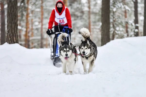 Siberian husky sled dog racing