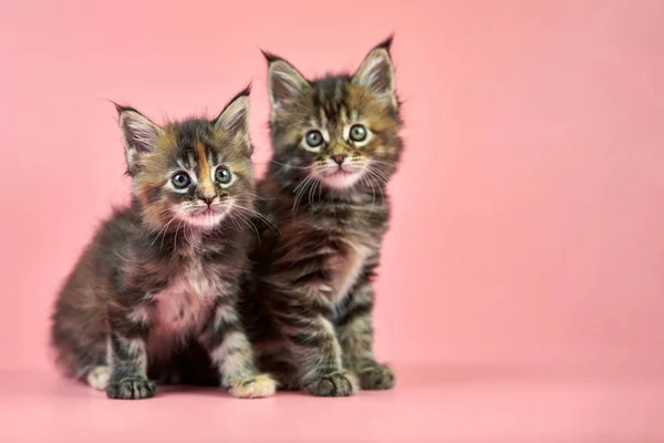 Maine coon tortoiseshell kittens — 스톡 사진