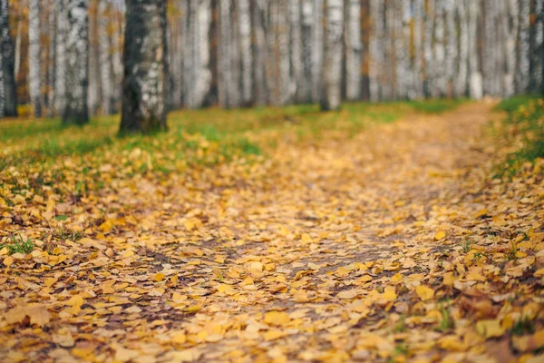 Höstens skogsstig — Stockfoto