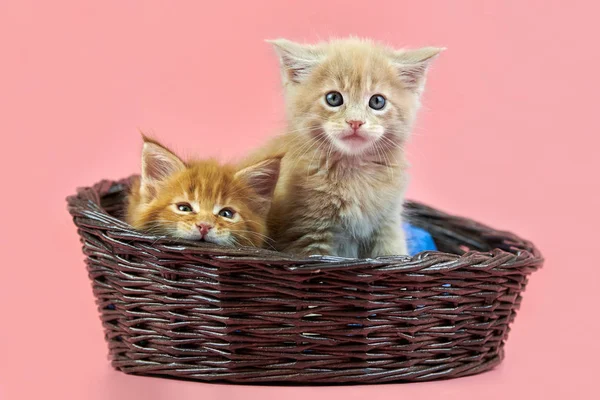 Maine coon gatitos en cesta, rojo y crema —  Fotos de Stock