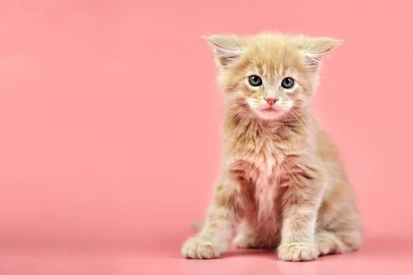 Maine mapache crema gatito — Foto de Stock