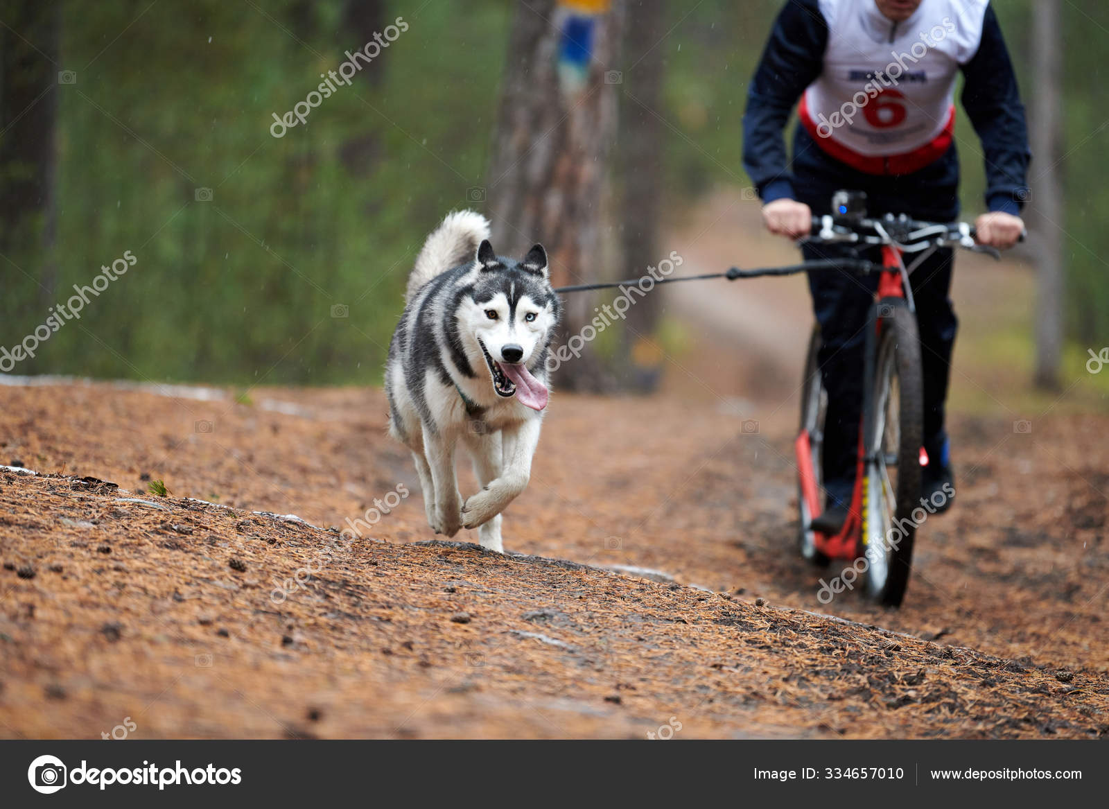 husky pulling bike