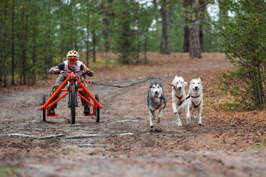 Köpek ezme yarışı.