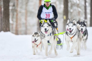 Sibirya Husky kızak köpeği yarışı