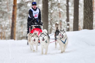 Sibirya Husky kızak köpeği yarışı