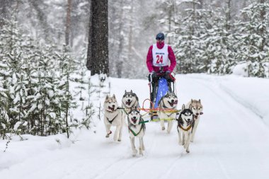 Husky kızak köpek yarışı