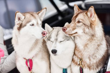 # Üç iri köpek dışarıda #
