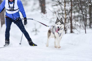 Köpek kayak yarışması