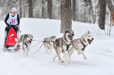 Sibirya Husky kızak köpeği yarışı
