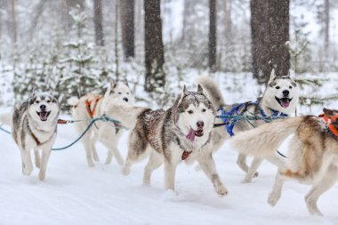Husky kızak köpeği koşuyor.