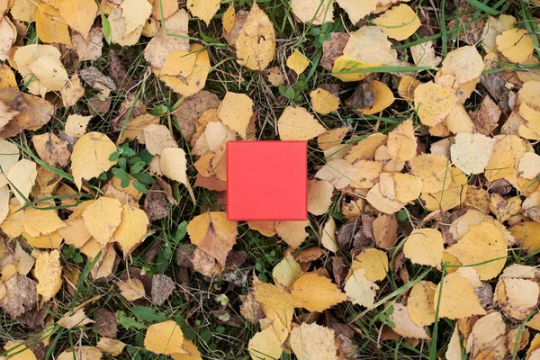 Gift box in autumn leaves, copy space — Stock Photo, Image