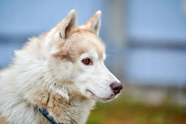 Retrato de perro Husky —  Fotos de Stock