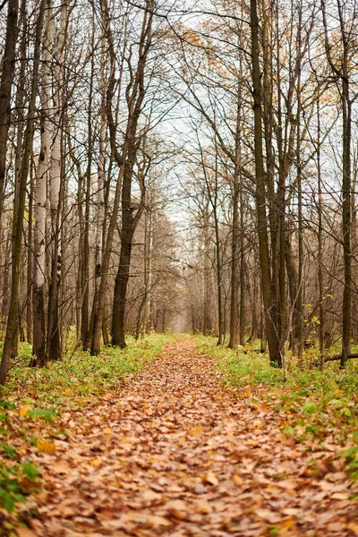 Höstens skogsstig med fallna löv — Stockfoto