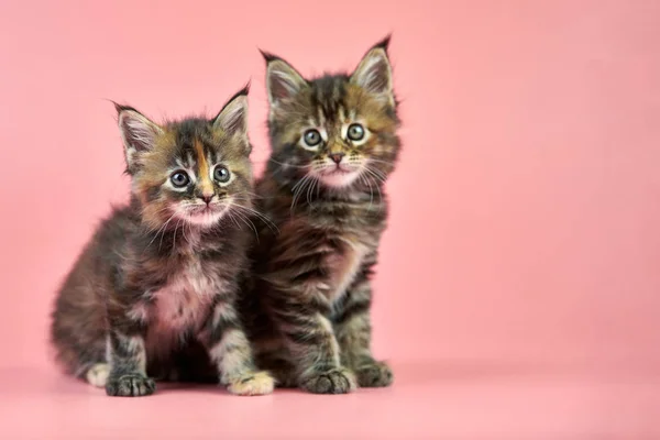 Maine coon tortoiseshell kittens — 스톡 사진