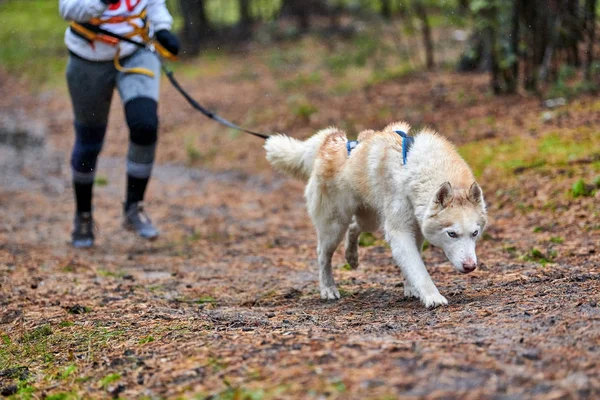 Canicross-Hundeschlittenrennen — Stockfoto