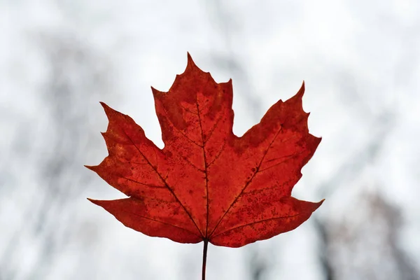 Foglia rossa autunno su sfondo cielo blu — Foto Stock