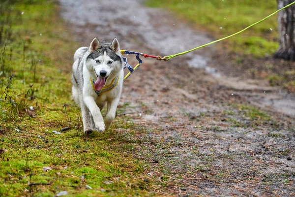 Crosscountry suche sanki pies mushing wyścigu — Zdjęcie stockowe