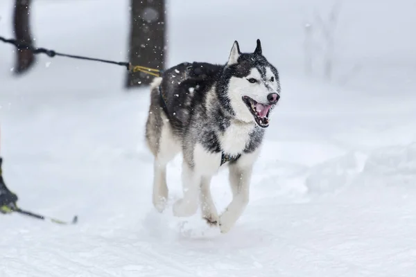 Husky-Schlittenhund läuft — Stockfoto