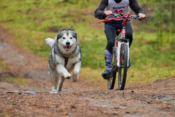 Kerékpározás kutya pépesítés verseny — Stock Fotó