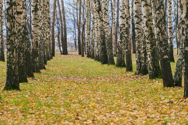 Autumn birch forest alley