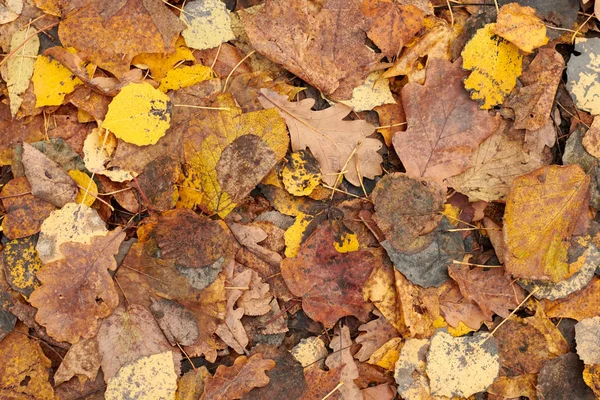 Foglie d'autunno, vista dall'alto — Foto Stock