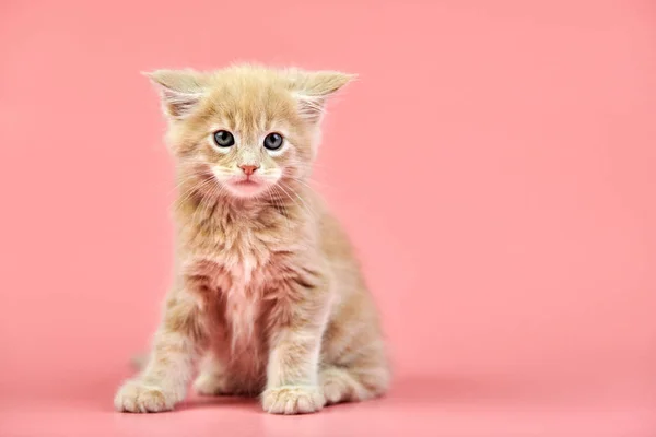 Maine mapache crema gatito — Foto de Stock