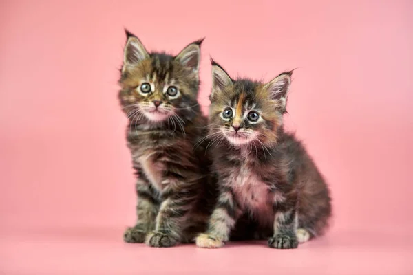 Maine coon tortoiseshell kittens — Stock Photo, Image