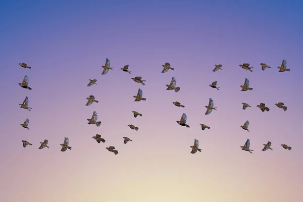 Sparrow flock flying in sky, love concept