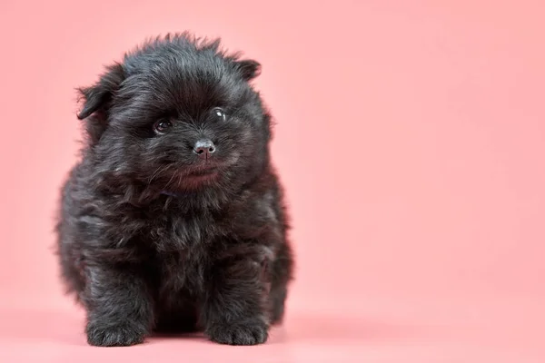 Pomeranian Spitz puppy, copy space on pink background — Stock Photo, Image