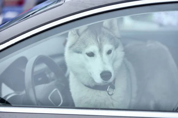 Husky dog in car