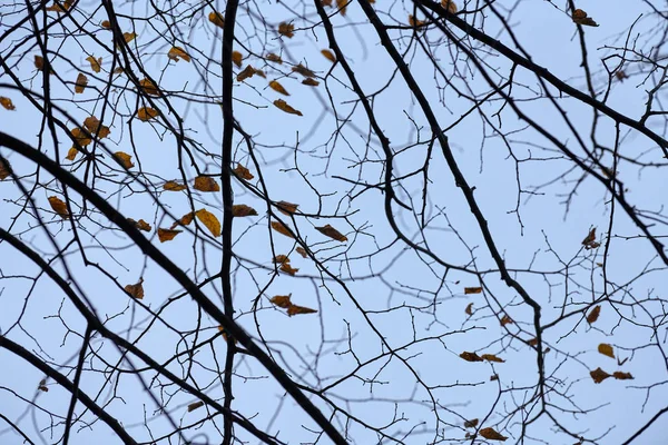 Őszi ágak lehullott levelekkel — Stock Fotó