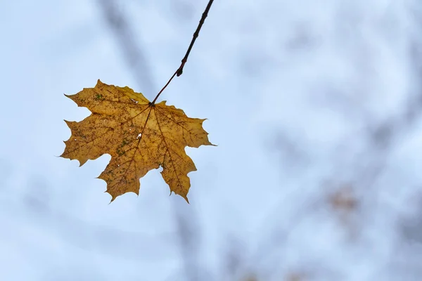 Autumn leaf on branch, copy space — Stock Photo, Image