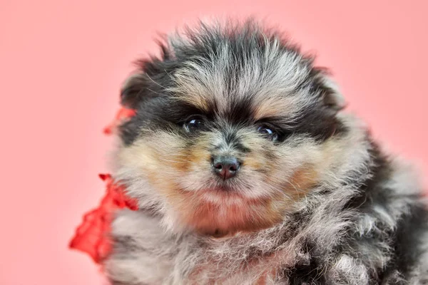 Pomeranian Spitz puppy on pink background — Stock Photo, Image