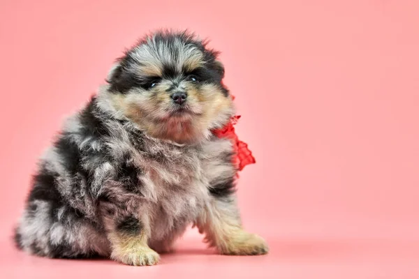 Pomeranian Spitz filhote de cachorro, espaço de cópia em fundo rosa — Fotografia de Stock