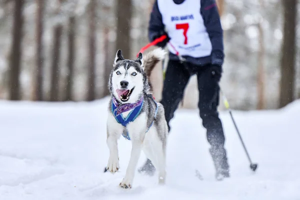 Dog skijoring competition