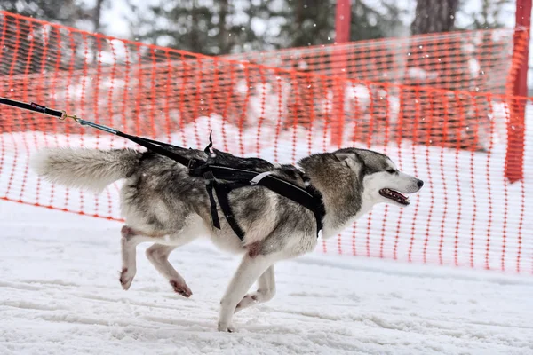 Husky sled dog running — Stock Photo, Image